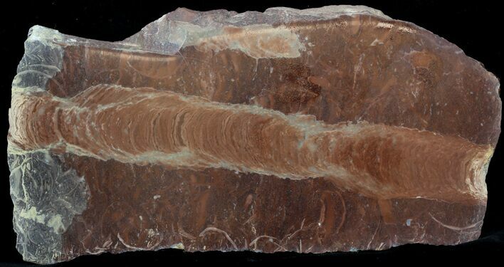 Polished Stromatolite (Jurusania) From Russia - Million Years #57562